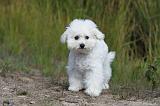 BICHON FRISE 315